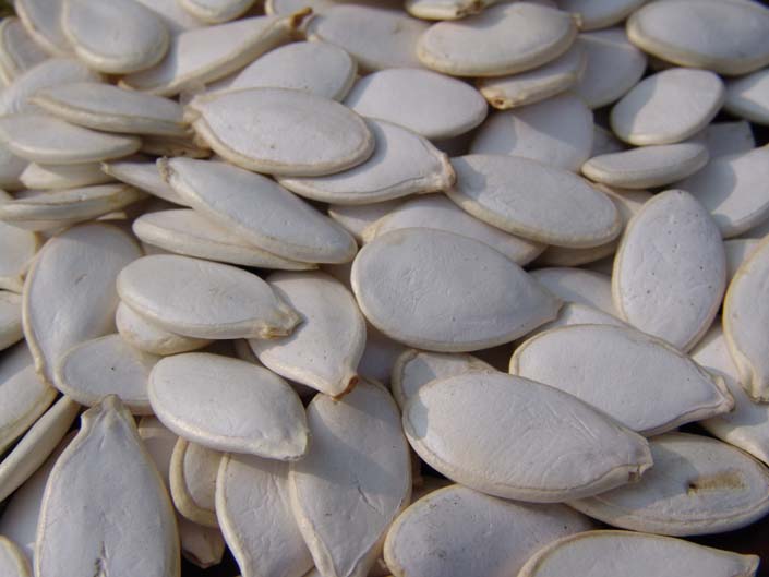 Pumpkin Seed