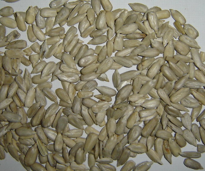 Sunflower Kernel